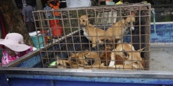 Mỹ ra nghị quyết kêu gọi các nước châu Á ngừng ăn thịt chó, mèo