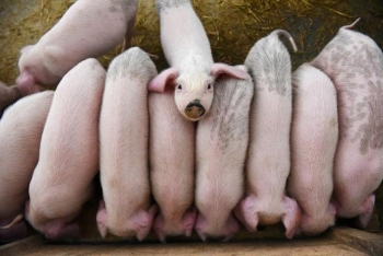 Nông dân Trung Quốc được thế chấp lợn để vay ngân hàng