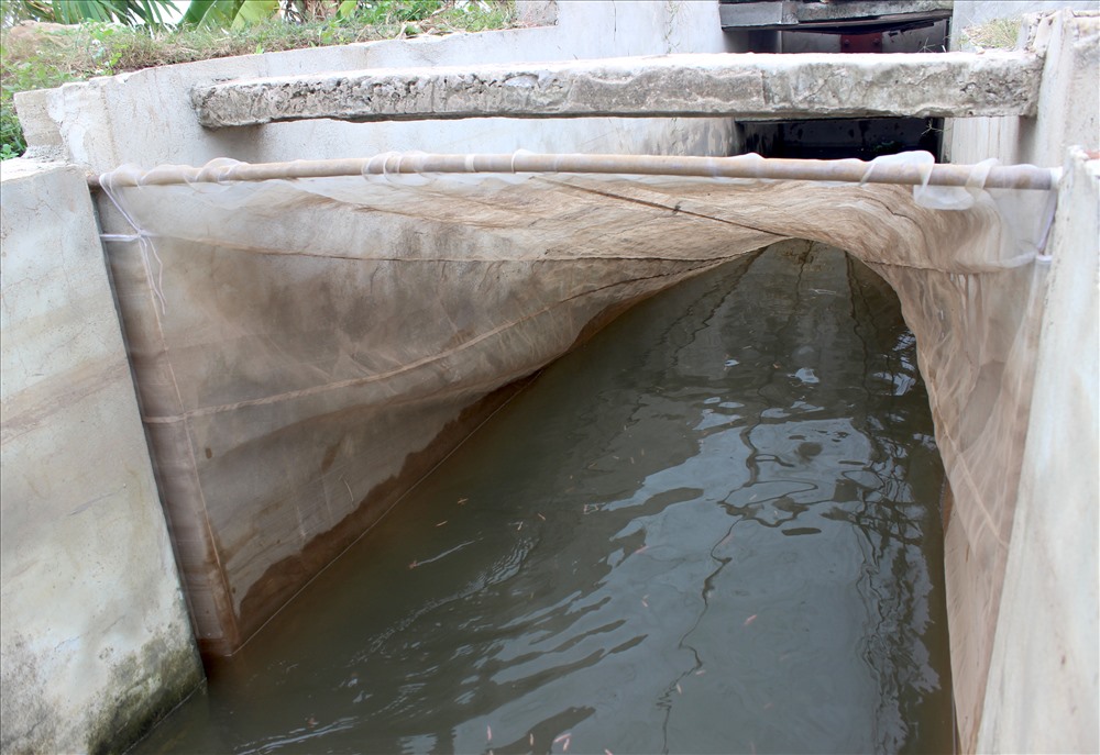 can canh bat ruoi tai canh dong nuoc lo sieu khong lo o hai phong