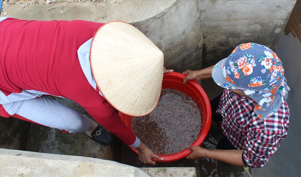 can canh bat ruoi tai canh dong nuoc lo sieu khong lo o hai phong