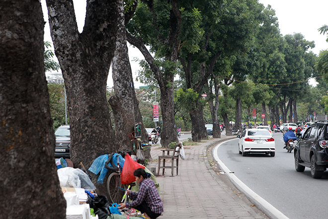 ngam hang cay o thu do sap bi khai tu trong ngay dau nam moi