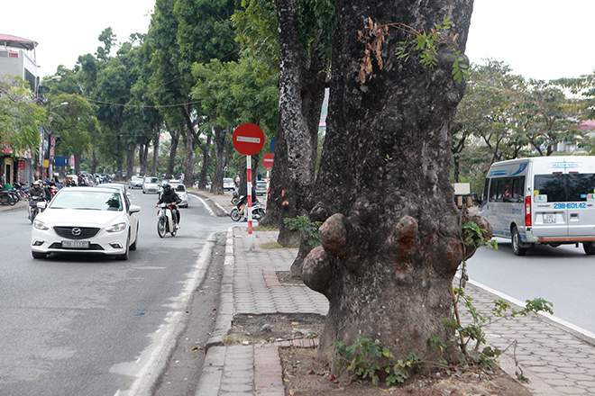 ngam hang cay o thu do sap bi khai tu trong ngay dau nam moi