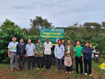 Mô hình trình diễn NPK Phú Mỹ trên cây cà phê tại Đăk Nông
