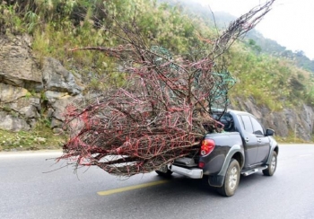 Độc giả đề nghị phạt hành vi chặt, buôn bán đào rừng như tội phá rừng